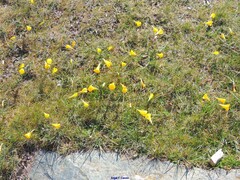 Narcissus bulbocodium