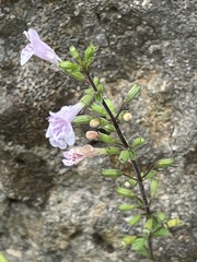 Clinopodium insulare