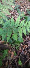 Athyrium filix-femina