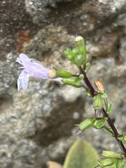 Clinopodium insulare