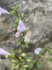 Clinopodium insulare