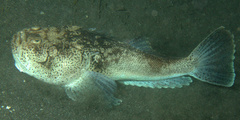 Uranoscopus bicinctus