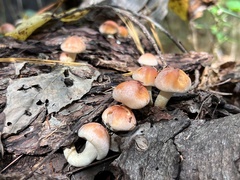 Hypholoma capnoides