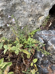 Clinopodium insulare