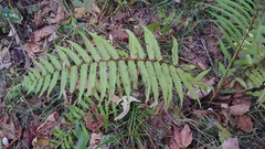 Homalosorus pycnocarpos