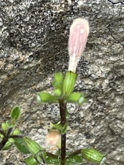 Clinopodium insulare