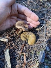 Inocybe lacera