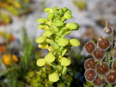 Disa sabulosa