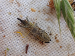 Lixus filiformis