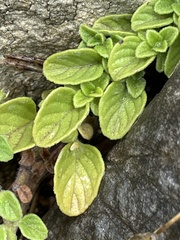 Clinopodium insulare