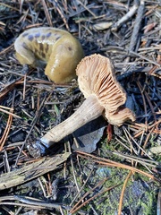 Inocybe lacera