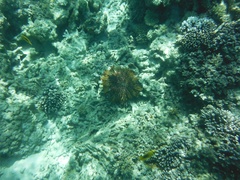 Acanthaster