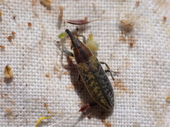 Lixus filiformis