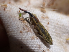 Lixus filiformis
