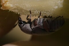 Bruchinae