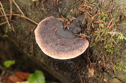 Fomitopsis rosea
