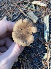 Inocybe lacera
