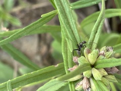 Camponotus rufoglaucus