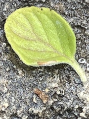 Clinopodium insulare