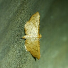 Hypolamprus ypsilon