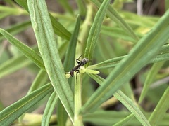 Camponotus rufoglaucus