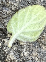 Clinopodium insulare