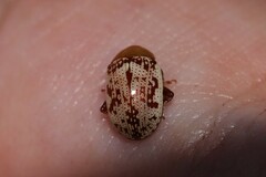 Blepharida rhois