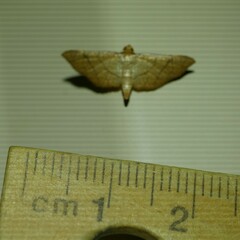 Hypolamprus ypsilon