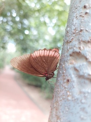 Biblis hyperia