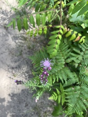 Liatris