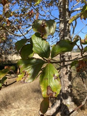 Cornus nuttallii
