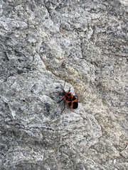 Tropidothorax leucopterus