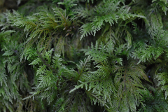 Thuidium tamariscinum