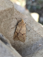Agrochola blidaensis