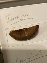 Inocybe lacera