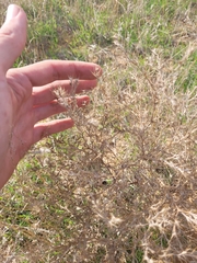 Ceratocarpus arenarius