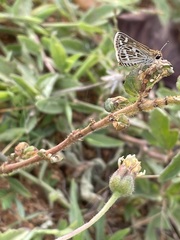 Taractrocera maevius