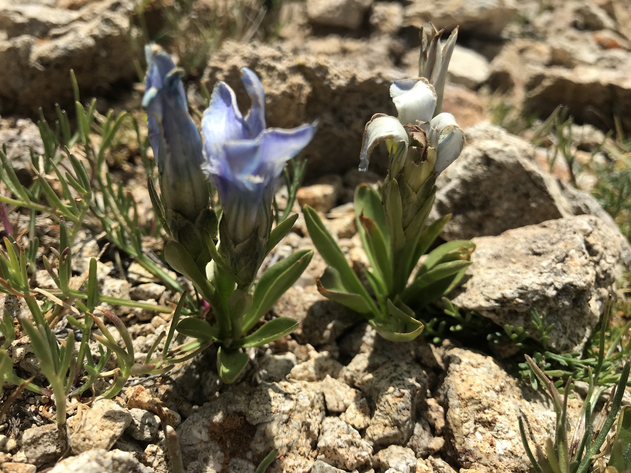 Gentianopsis barbellata