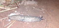 Sarasinula linguaeformis