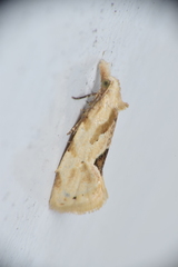 Aethes angustana