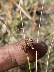 Rhynchospora plumosa