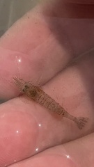 Crangon septemspinosa