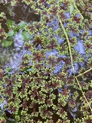 Azolla