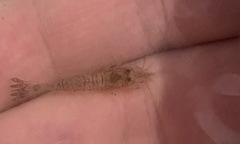 Crangon septemspinosa