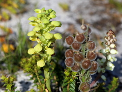 Disa sabulosa