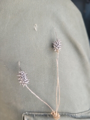 Ceratocephala testiculata