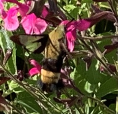 Hemaris diffinis