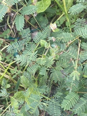 Mimoseae