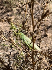 Schistocerca shoshone