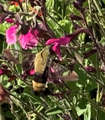 Hemaris diffinis